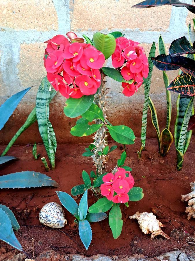 Mimi Na Wewe Villa Nungwi Ngoại thất bức ảnh